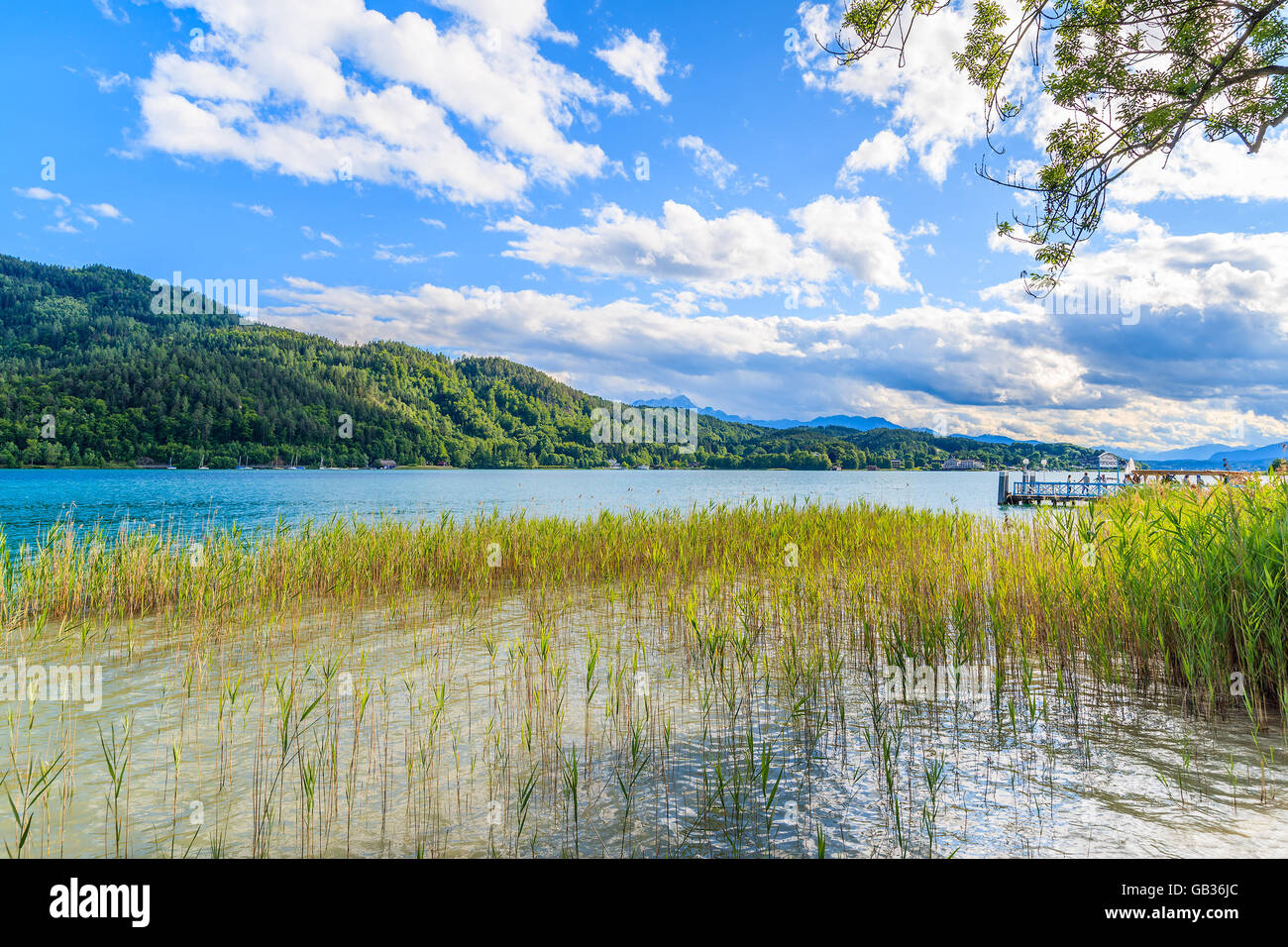 Erba verde in acqua di lago Worthersee in estate, Austria Foto Stock