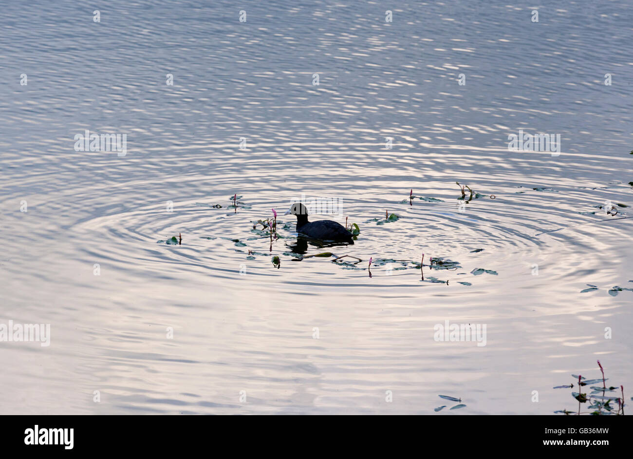 Coot europeo la creazione di increspature. Foto Stock