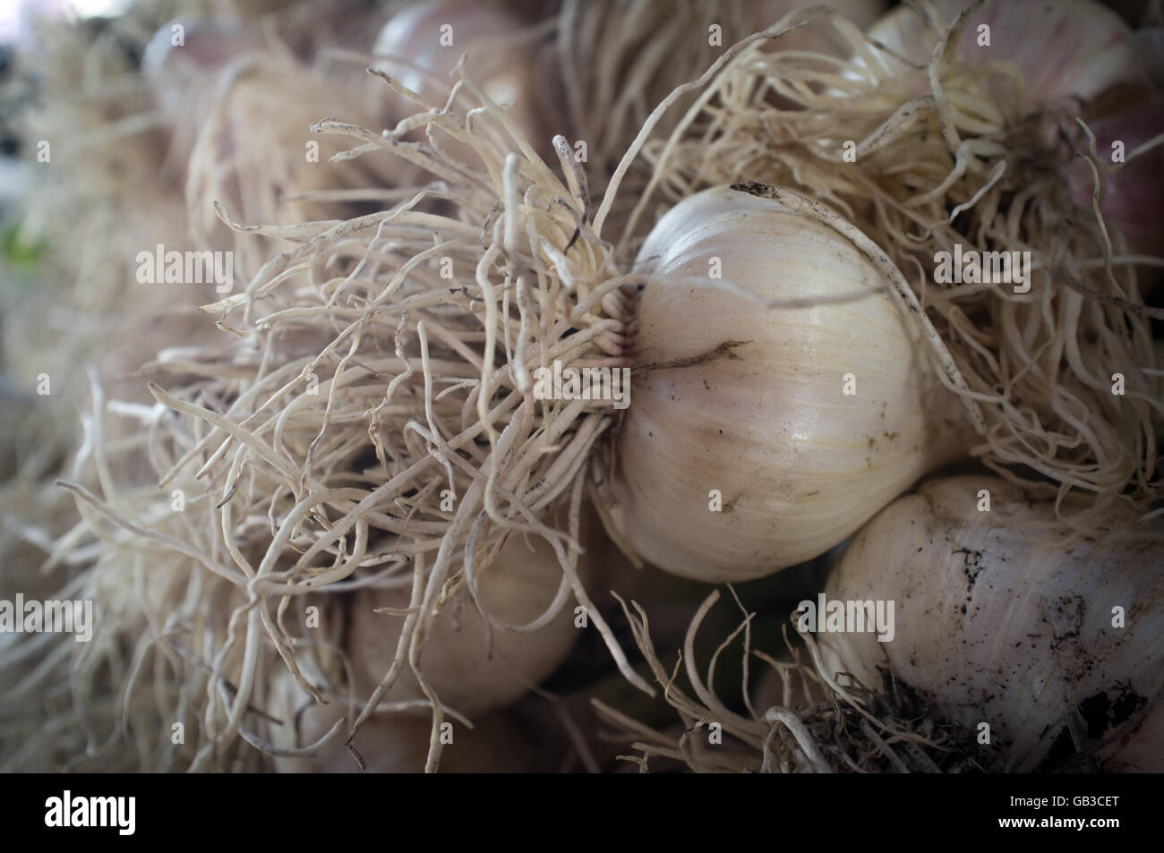 Close-up display di aglio con steli ad agricoltori street market Foto Stock