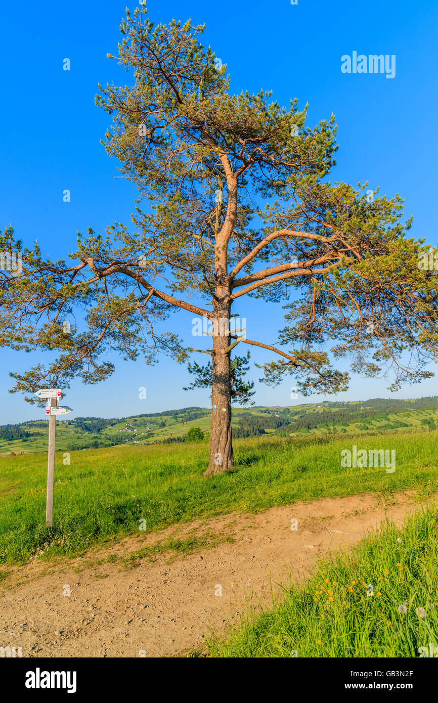 Percorso a piedi e solitaria quercia in campo verde nei monti Tatra, Polonia Foto Stock