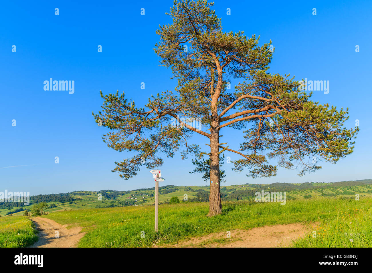 Percorso a piedi e solitaria quercia in campo verde nei monti Tatra, Polonia Foto Stock