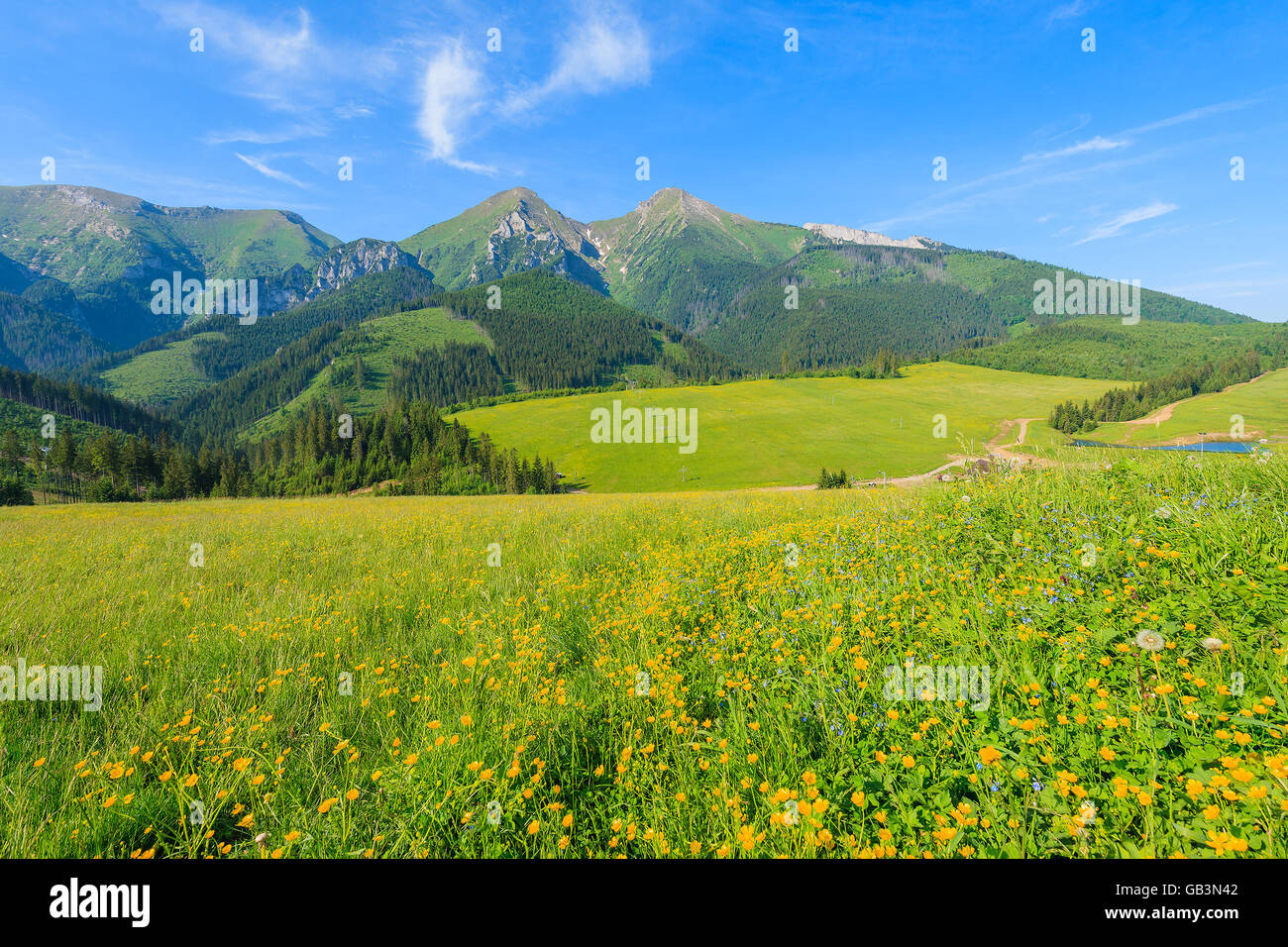 Fiori di colore giallo su verde prato in estate il paesaggio dei Monti Tatra, Slovacchia Foto Stock
