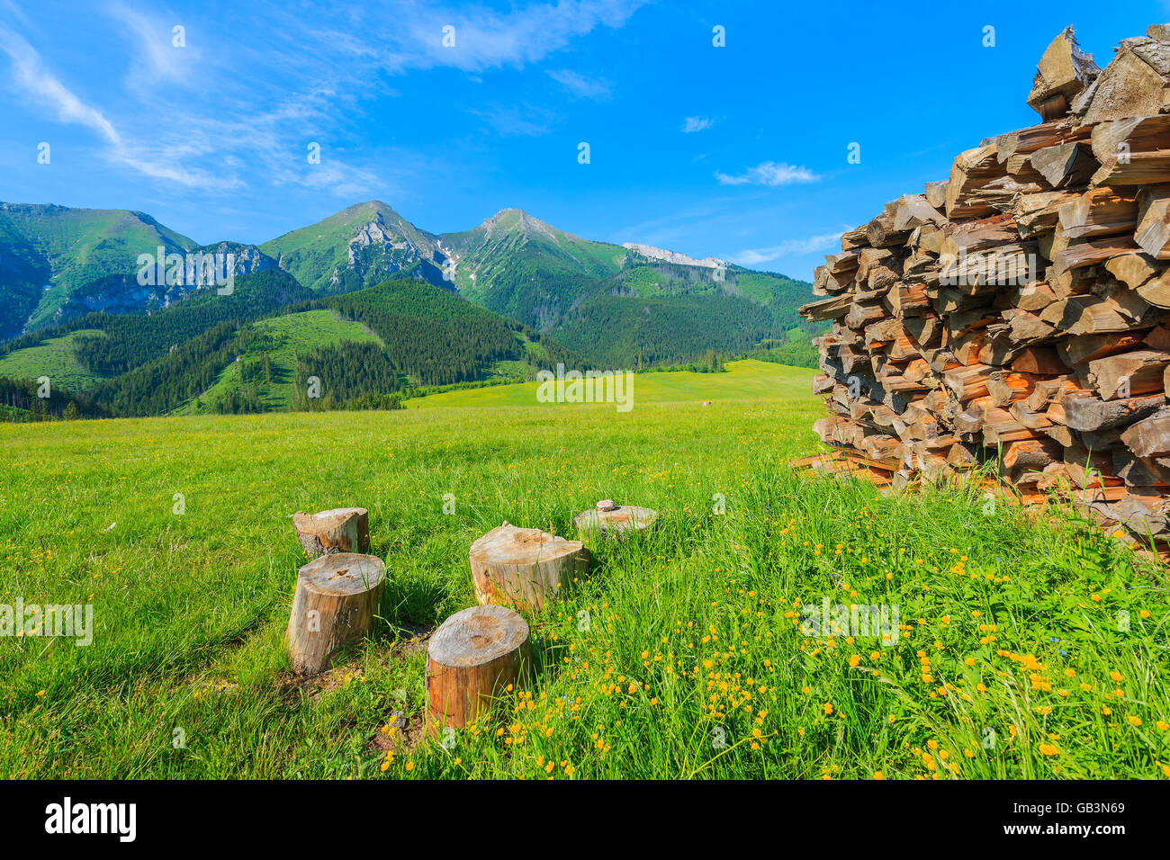 Ciocchi di legna sul prato verde con fiori che sbocciano in estate il paesaggio dei Monti Tatra, Slovacchia Foto Stock