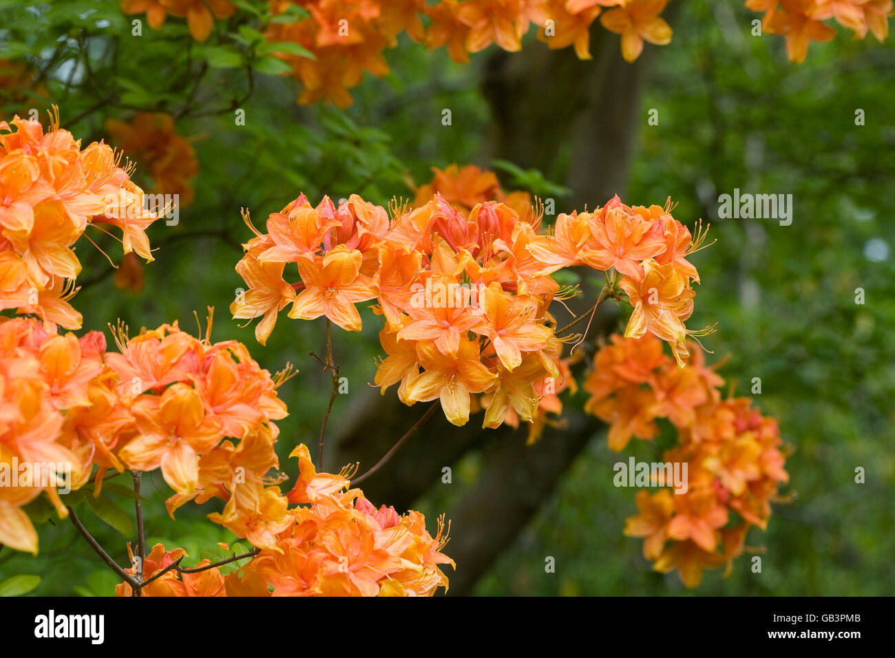 Arancione rododendro in fiore nel giardino. Foto Stock