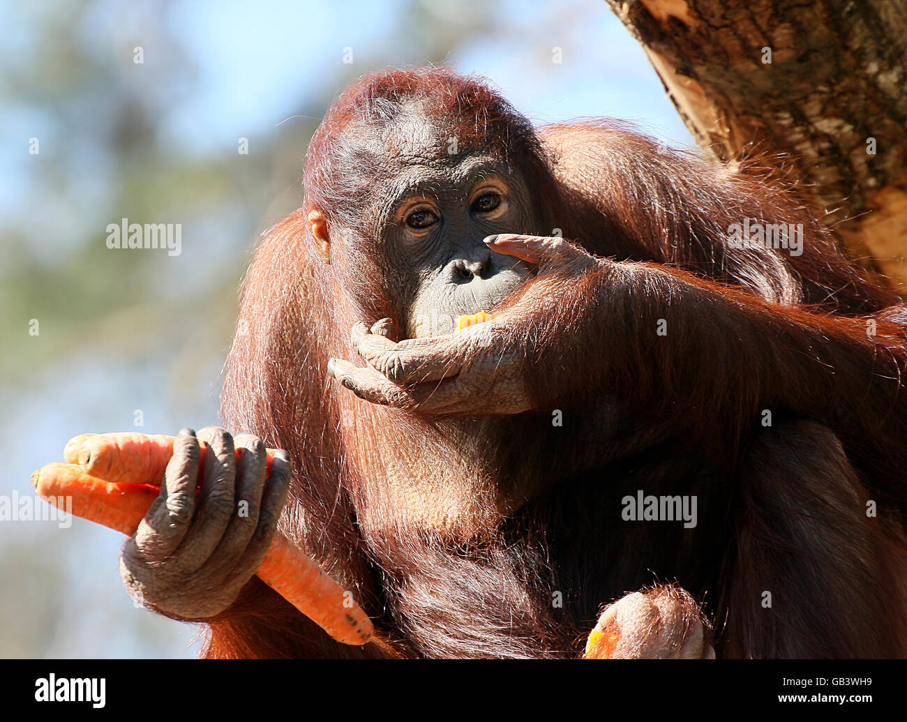 Femmina orangutan Borneo (Pongo pygmaeus) alimentazione su carote Foto Stock