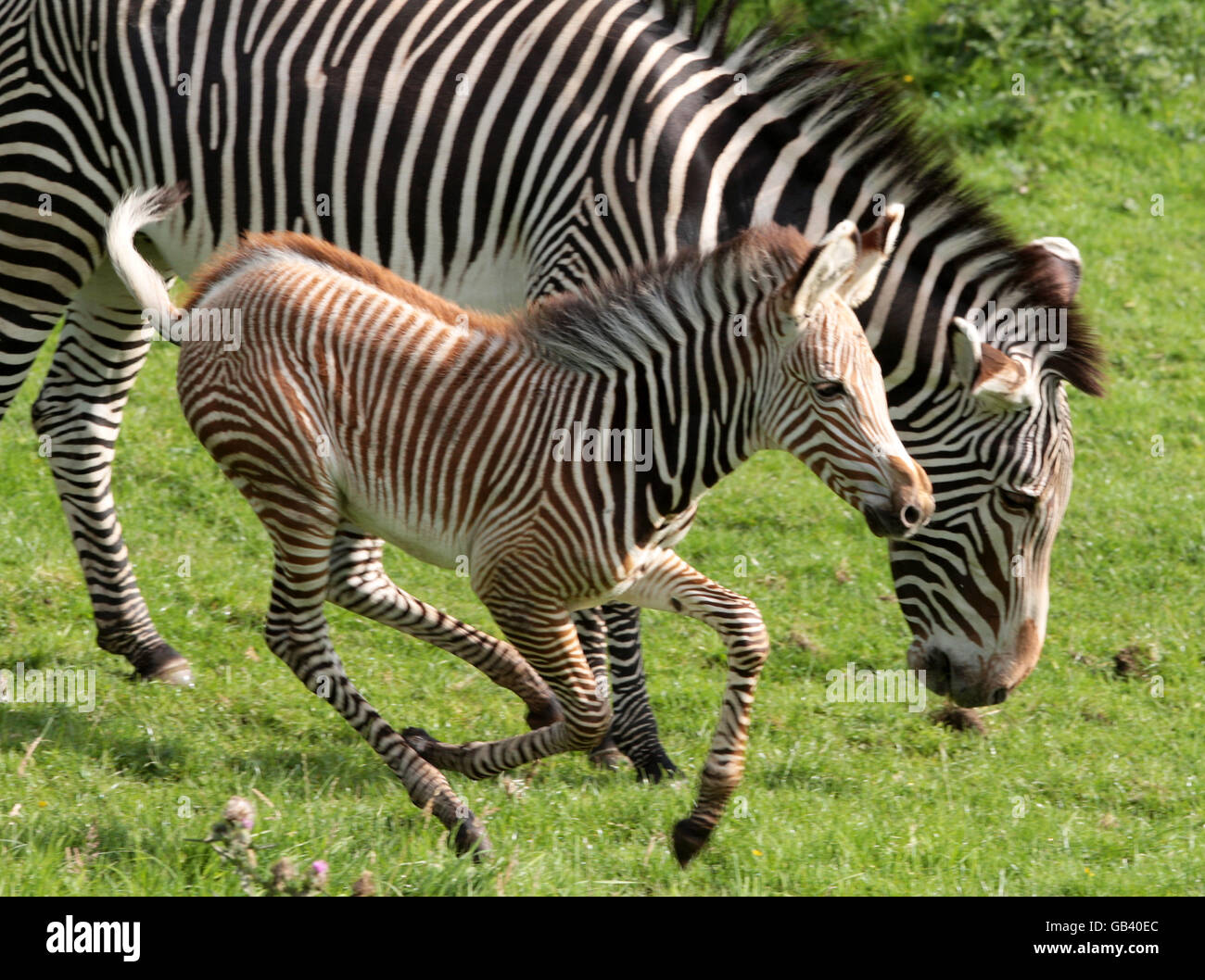 Baby zebra nato allo Zoo di Edimburgo. Un fallo zebra di Grevy, Firenze, è l'ultimo arrivo allo Zoo di Edimburgo. Foto Stock