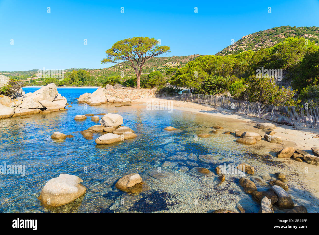 Famosa spiaggia di Palombaggia con verde pino, Corsica, Francia Foto Stock