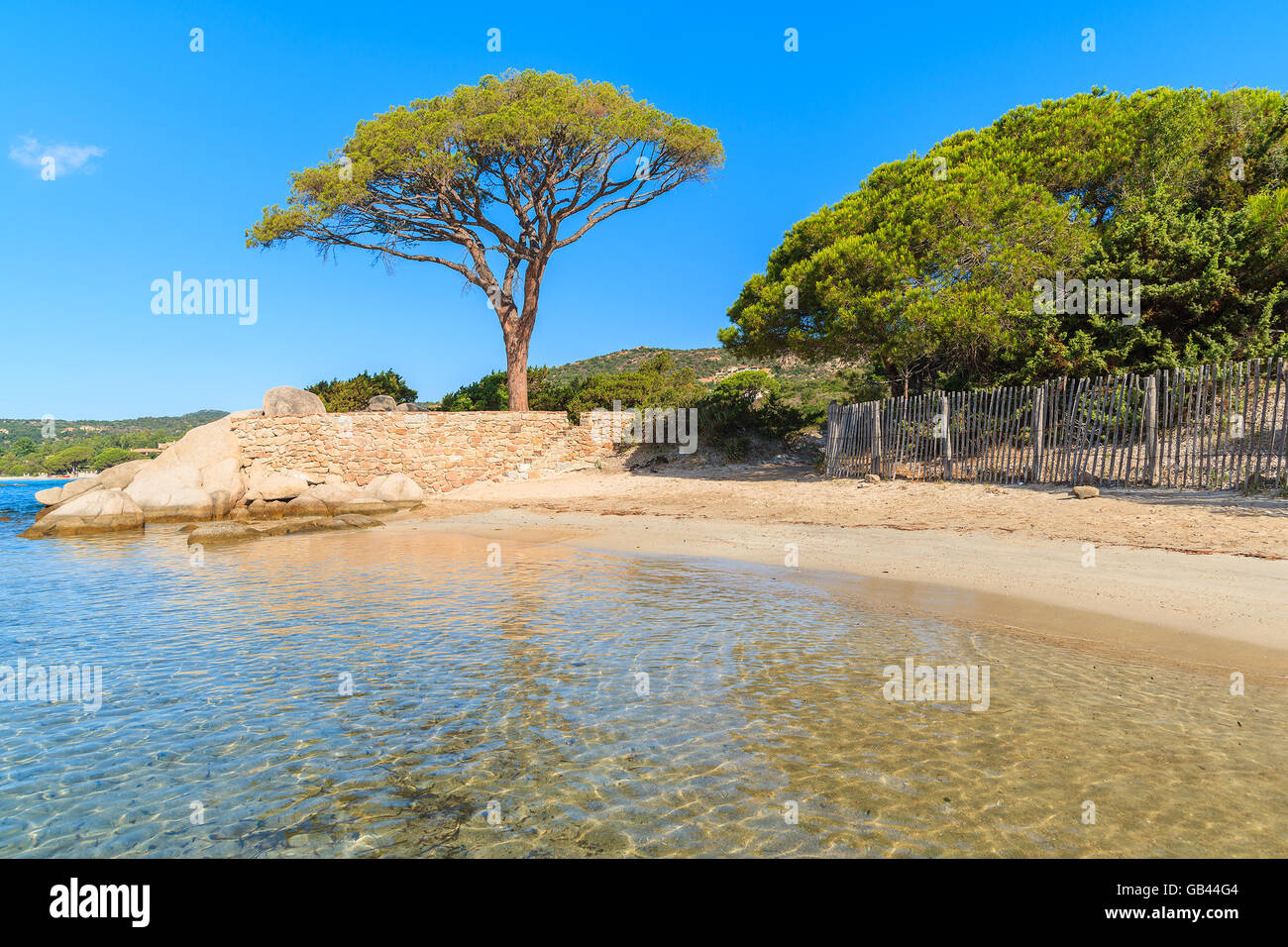 Famoso Pine Tree sulla spiaggia di Palombaggia, Corsica, Francia Foto Stock