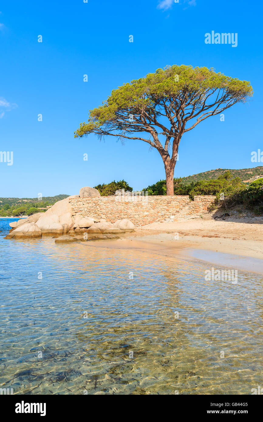 Famoso Pine Tree sulla spiaggia di Palombaggia, Corsica, Francia Foto Stock