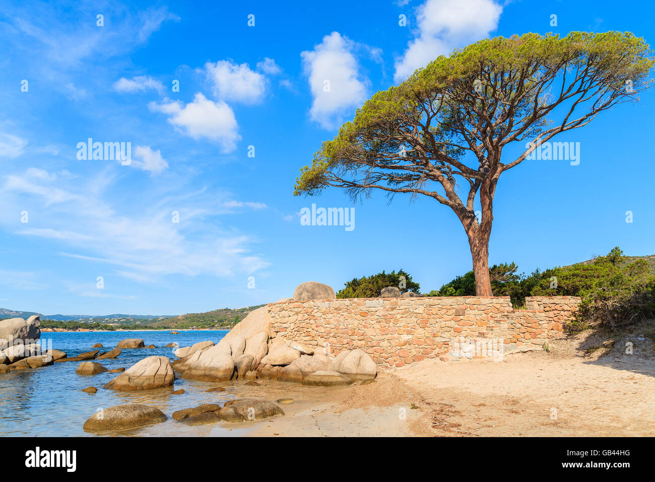 Famoso Pine Tree sulla spiaggia di Palombaggia, Corsica, Francia Foto Stock