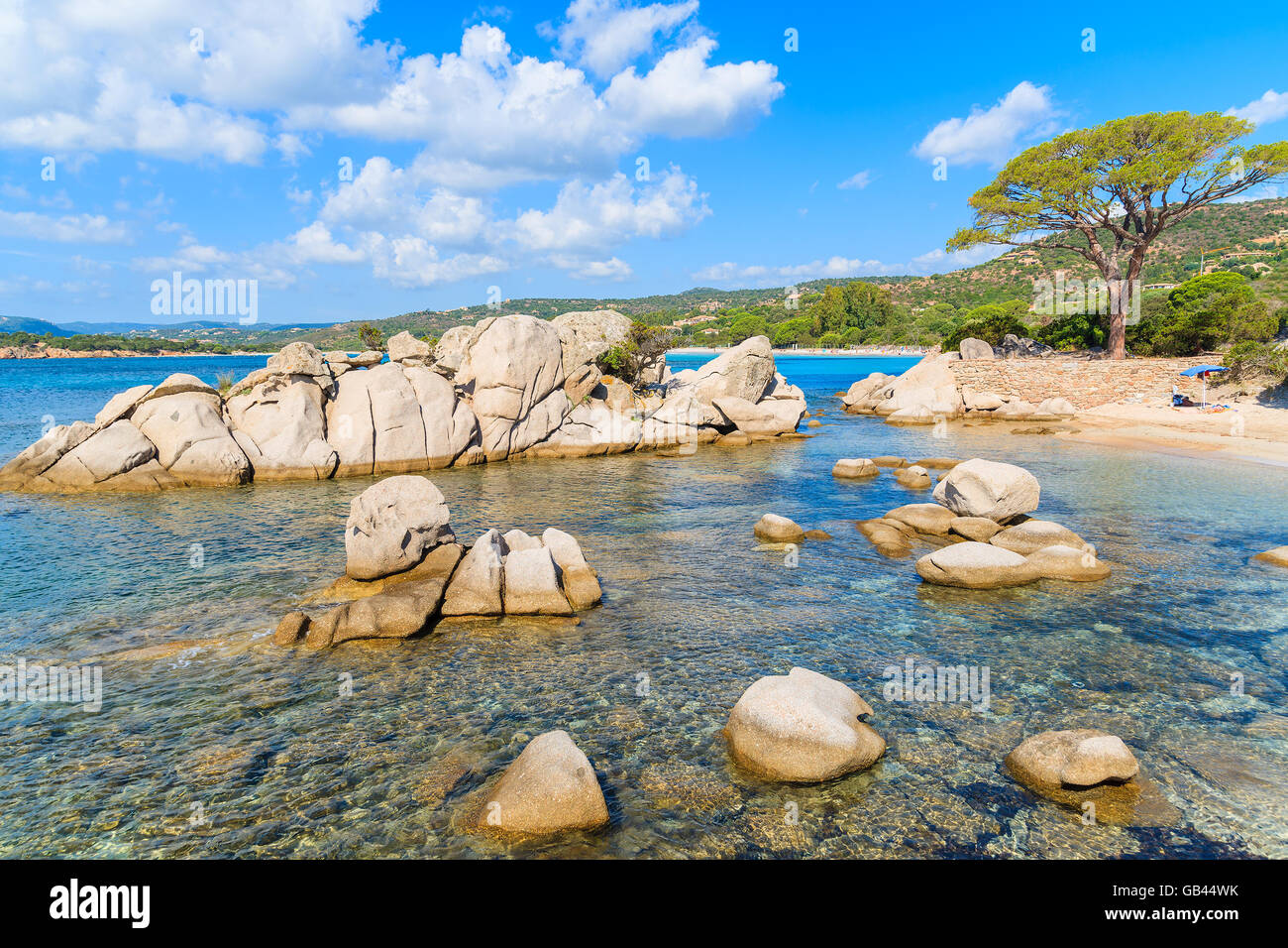 Una vista della bellissima spiaggia di Palombaggia con il famoso albero di pino, Corsica, Francia Foto Stock
