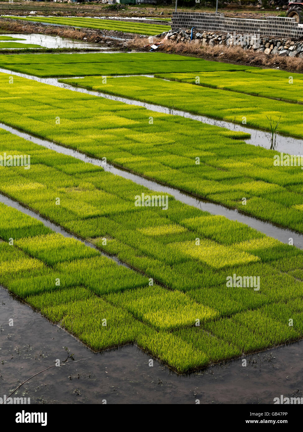 Riso alberelli, Gyeongju, provincia Gyeongsangbuk-do, Corea del Sud, Asia Foto Stock