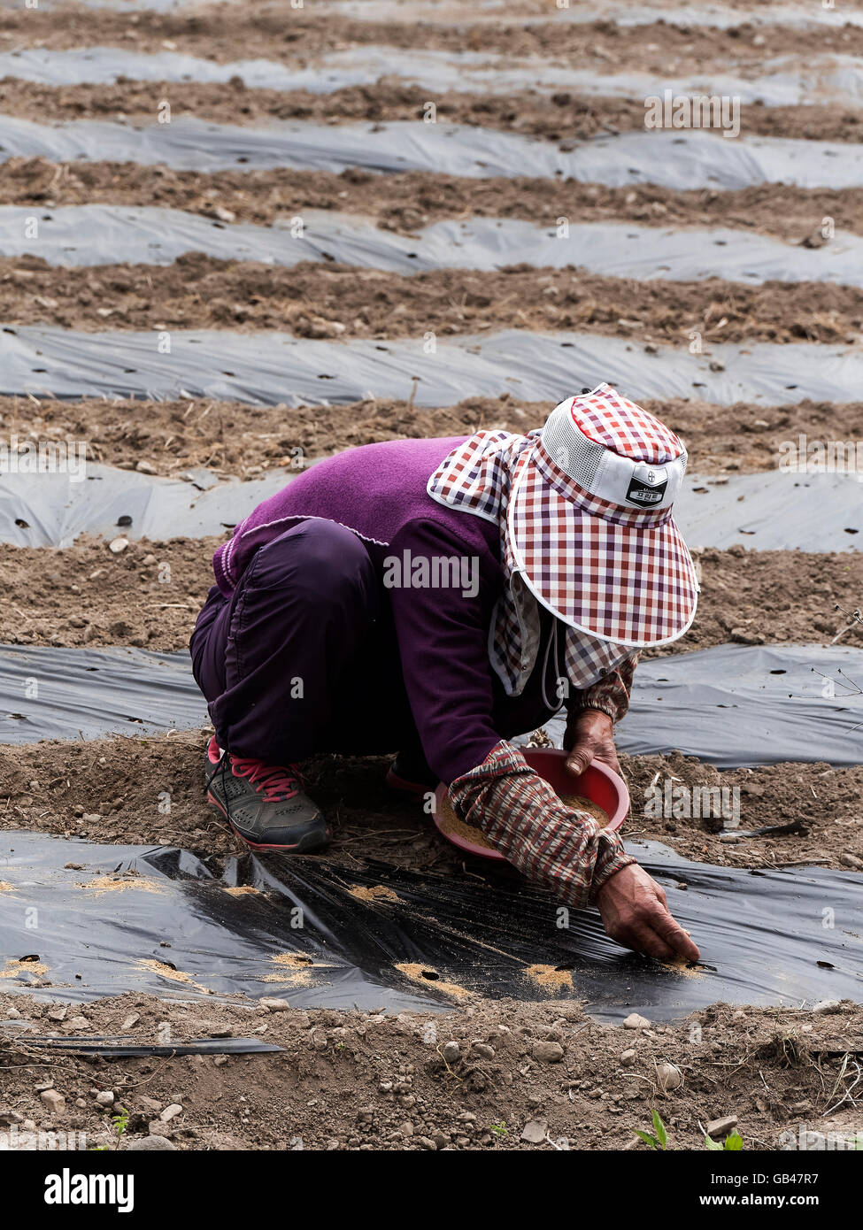 La semina di ortaggi nei pressi di Gyeongju, provincia Gyeongsangbuk-do, Corea del Sud, Asia Foto Stock
