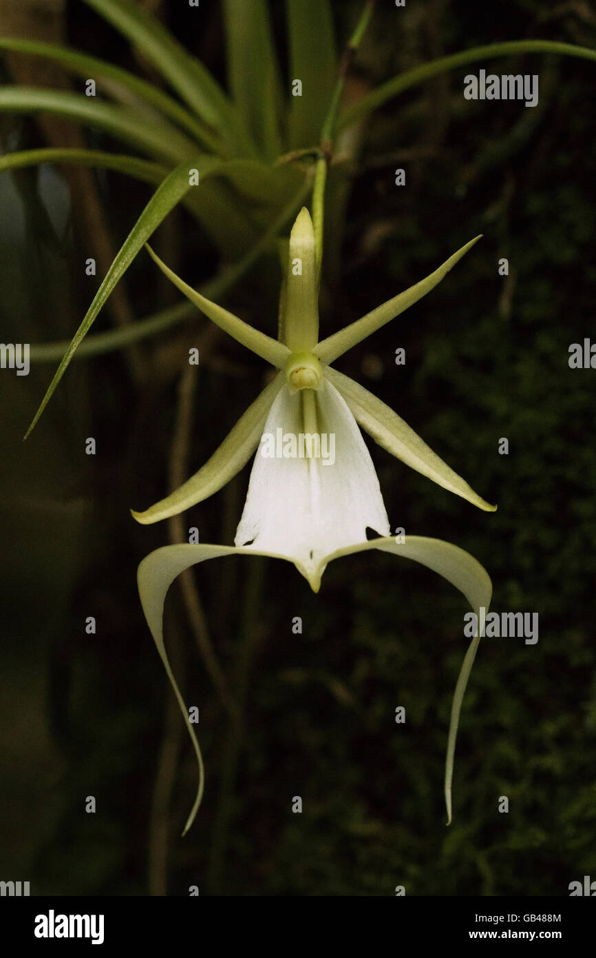 Orchidea fantasma Foto Stock