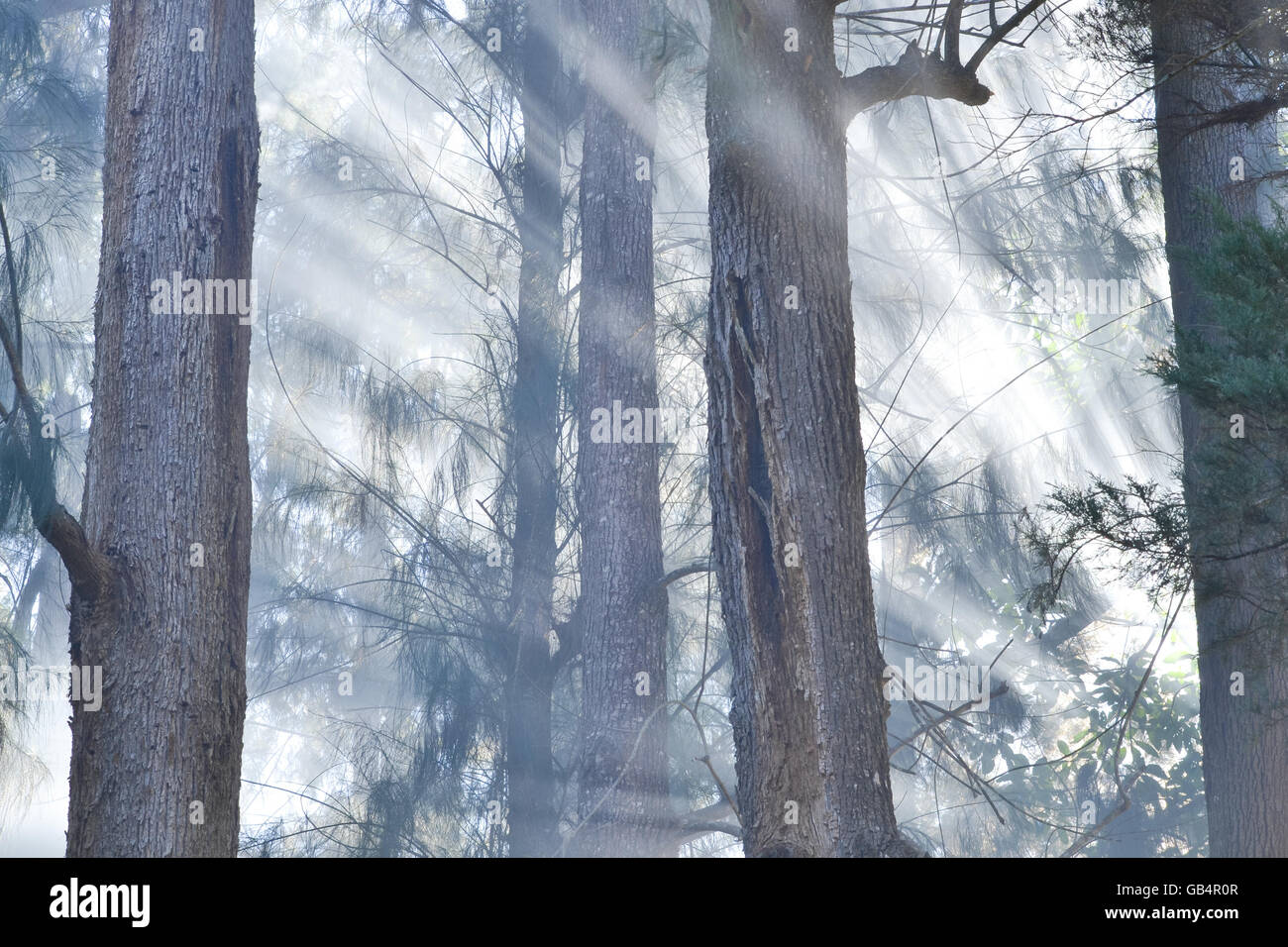 Fumo da incendio in un boschetto di pini in Petropolis, Brasile Foto Stock