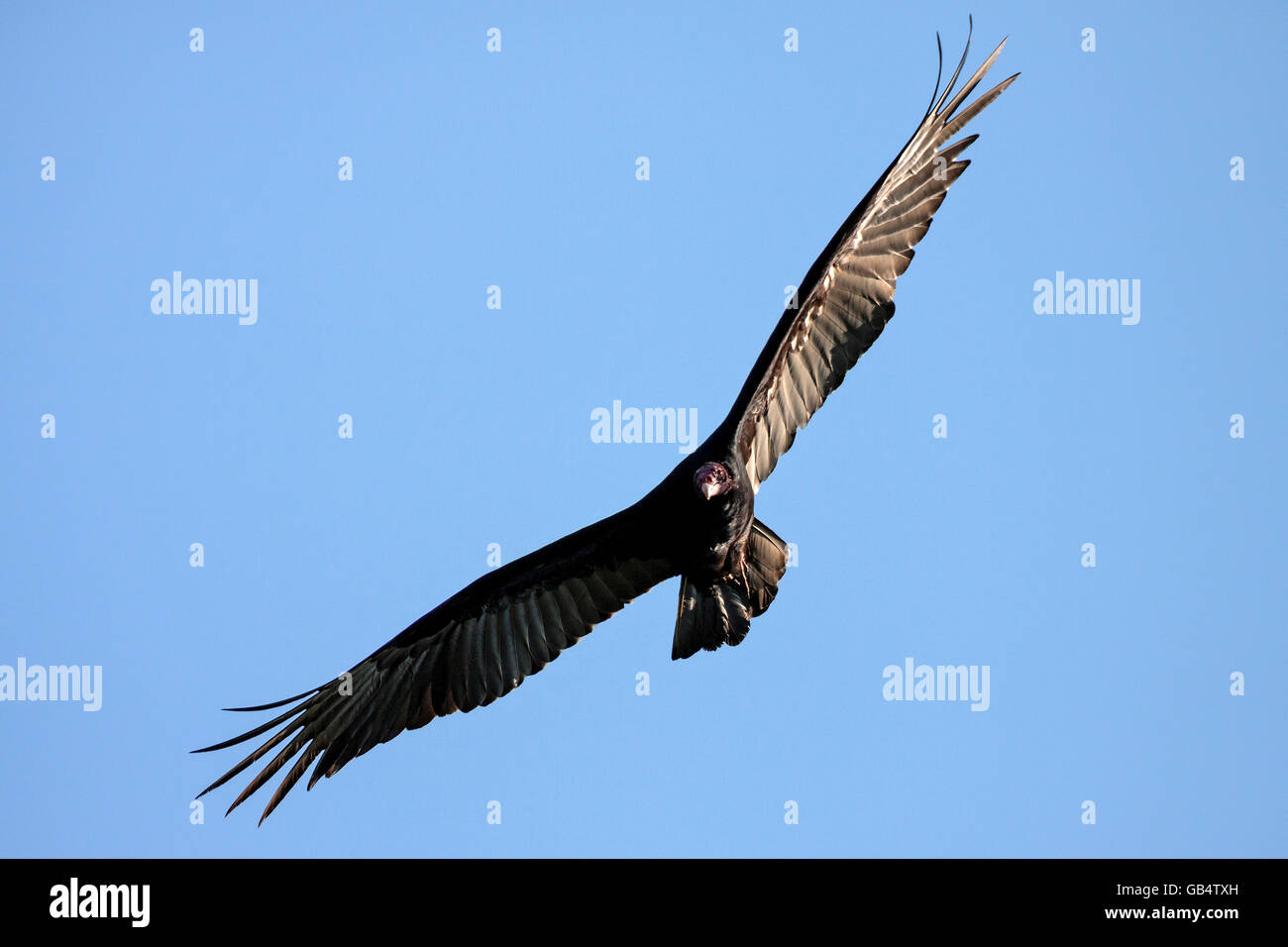 La Turchia vulture (Cathartes aura) sul fly, Provincia Artemisa, Cuba Foto Stock