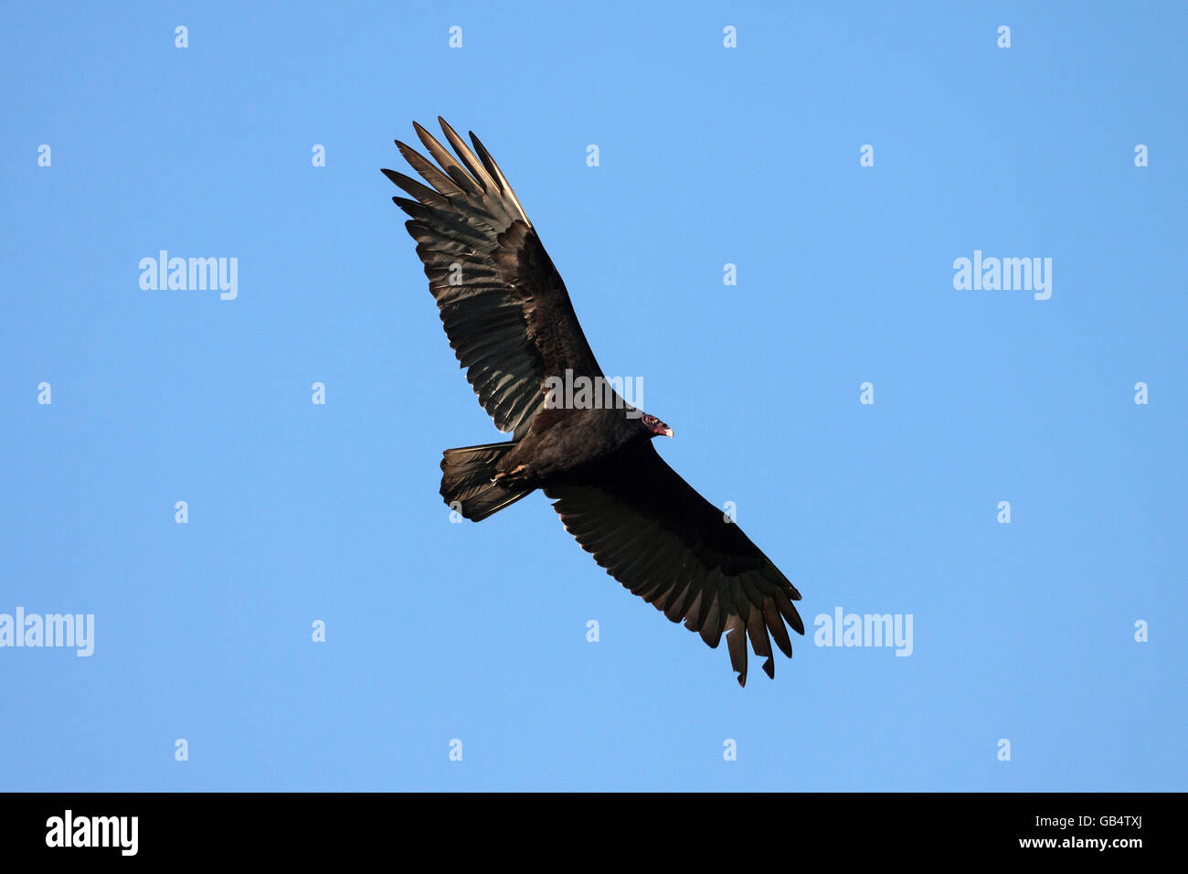 La Turchia vulture (Cathartes aura) sul fly, Provincia Artemisa, Cuba Foto Stock