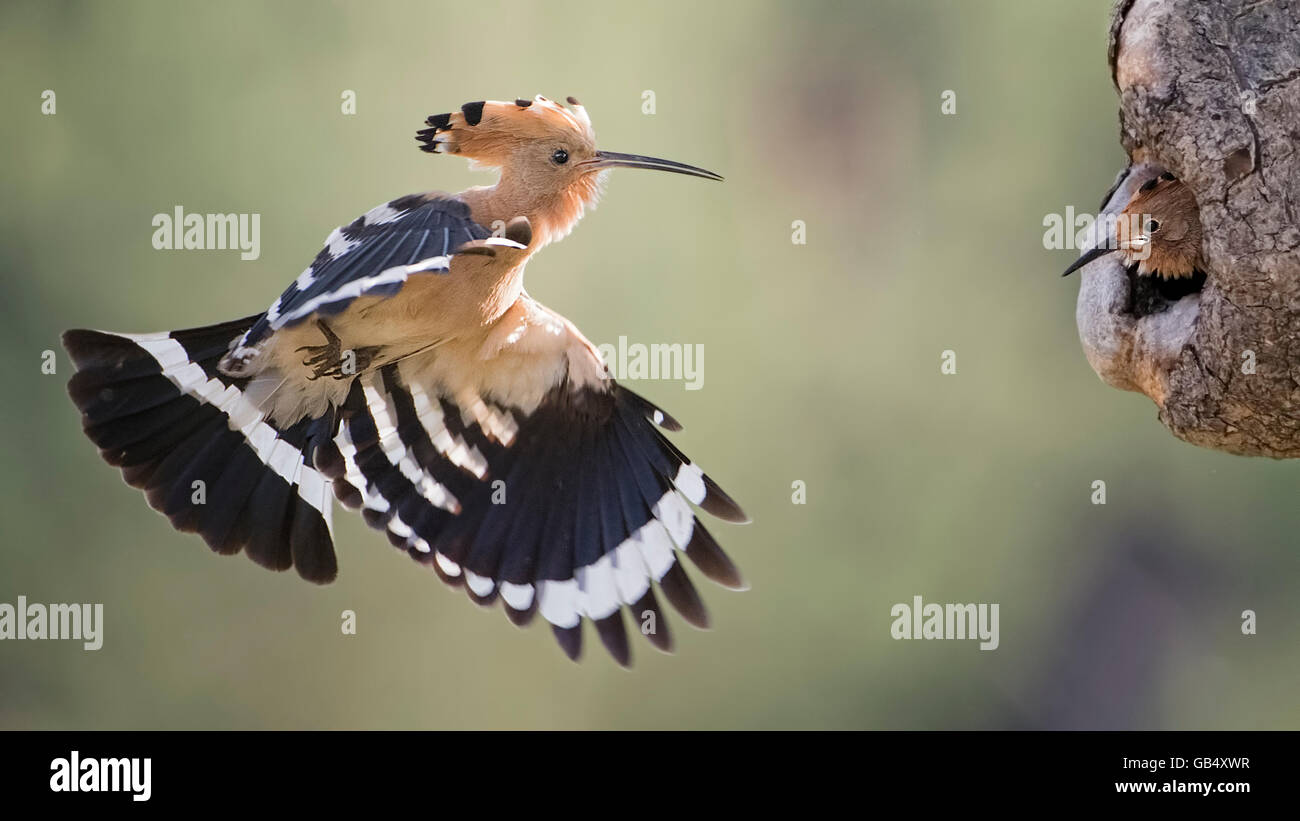Upupa (Upupa epops) volando verso i giovani di uccelli nel foro albero, alimentazione, Sassonia-Anhalt, Germania Foto Stock