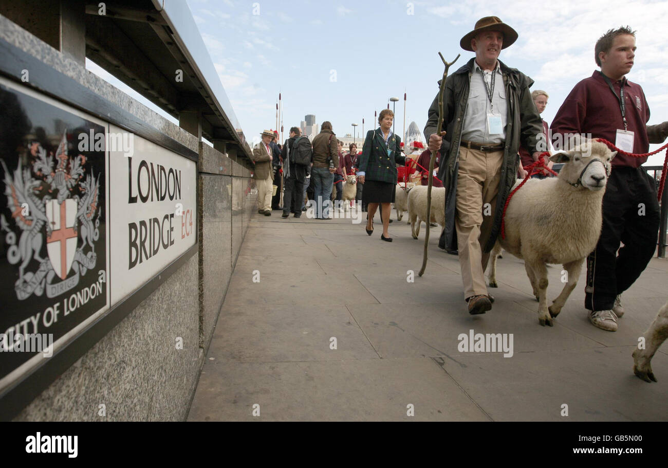 500 Liverymen e Freemen della città di Londra portano un gregge di pecore attraverso il London Bridge, mentre riemanano il loro diritto medievale di guidare le pecore nella città. Foto Stock