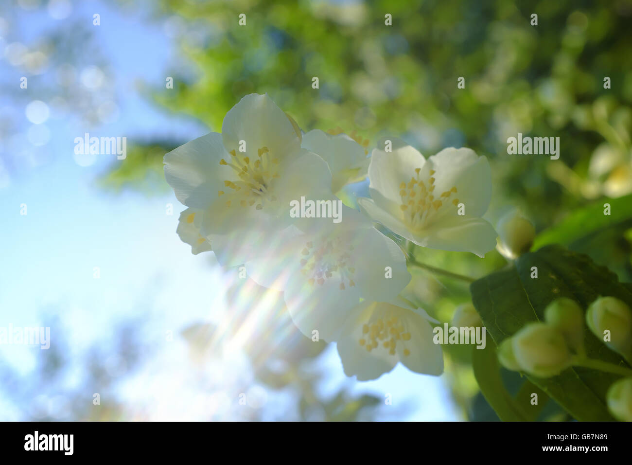 Freschi fiori di gelsomino Filadelfo,coronarius nel giardino, fotografia di close-up Foto Stock