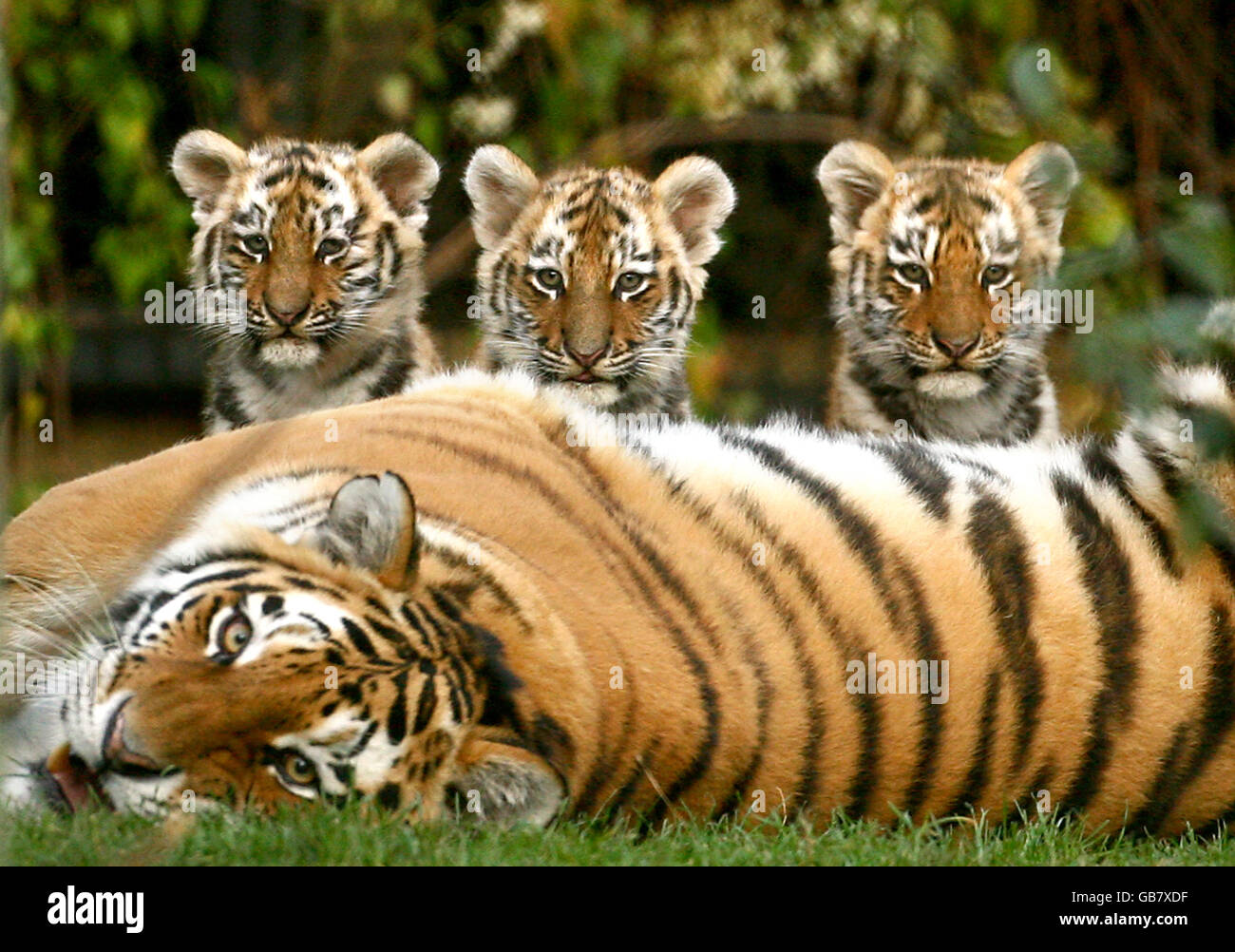 Cuccioli di tigre a Howletts Foto Stock