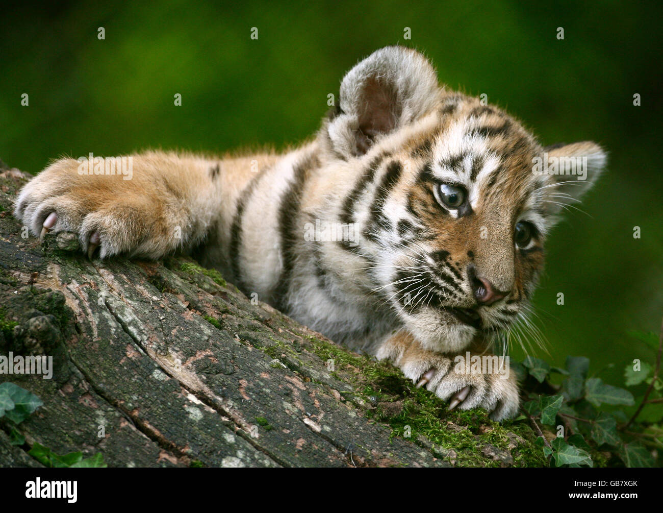 Cuccioli di tigre a Howletts Foto Stock