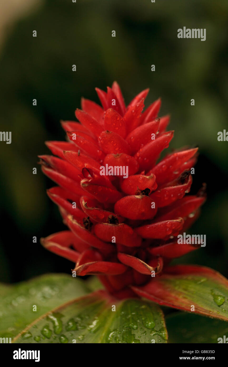 Rosso raro di costo osae fiore tropicale è un tipo di zenzero trovati in Costa Rica Foto Stock