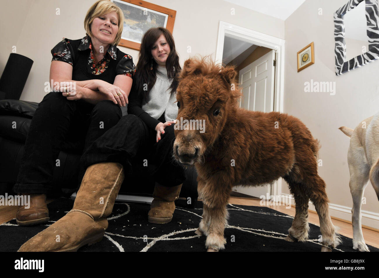 Hope, un mini pony Shetland di sei settimane, nel soggiorno della sua nuova casa a Gloucester con Naomi Harkin, destra, e mamma Paula, sinistra. Foto Stock