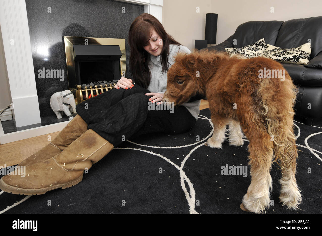 Hope, un mini pony Shetland di sei settimane, nel soggiorno della sua nuova casa a Gloucester con la figlia della famiglia Naomi Harkin. Foto Stock