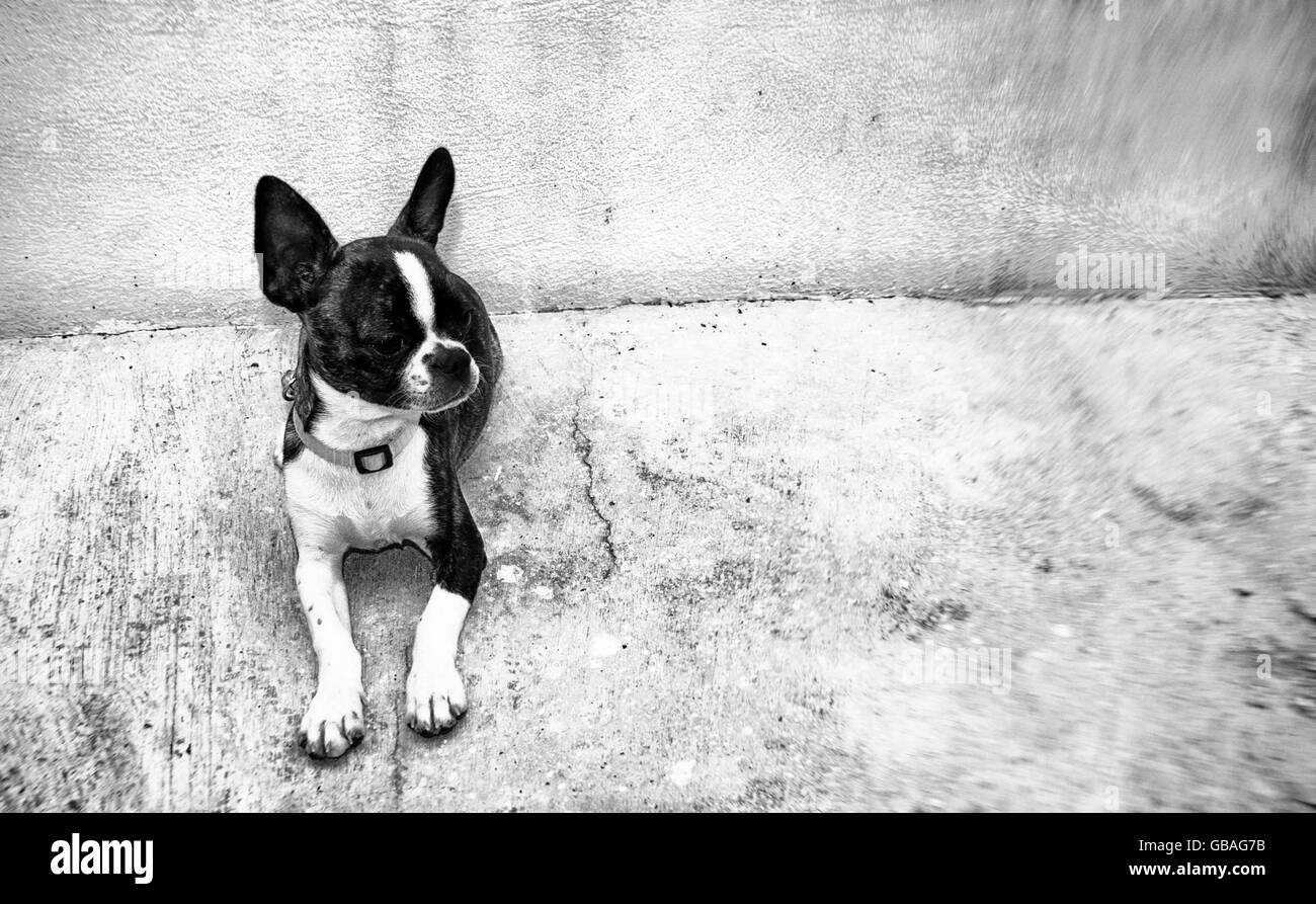 La fotografia in bianco e nero di un Boston Terrier cucciolo di cane su un pavimento di cemento e Foto Stock