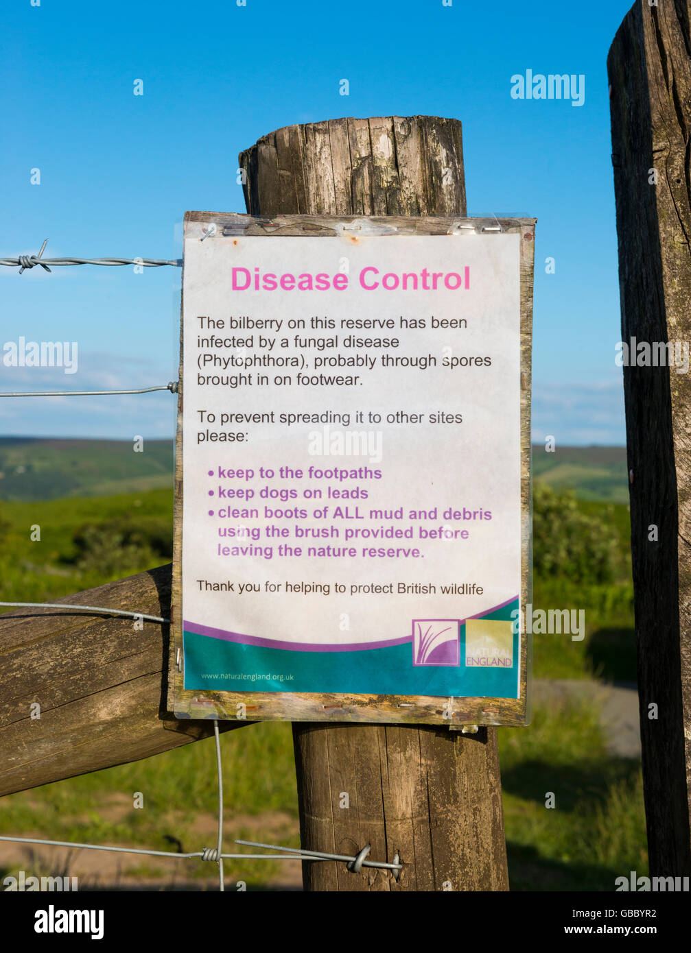 Phytophthora malattia segno di controllo sul Stiperstones Riserva Naturale Nazionale nello Shropshire, Inghilterra, Regno Unito. Foto Stock
