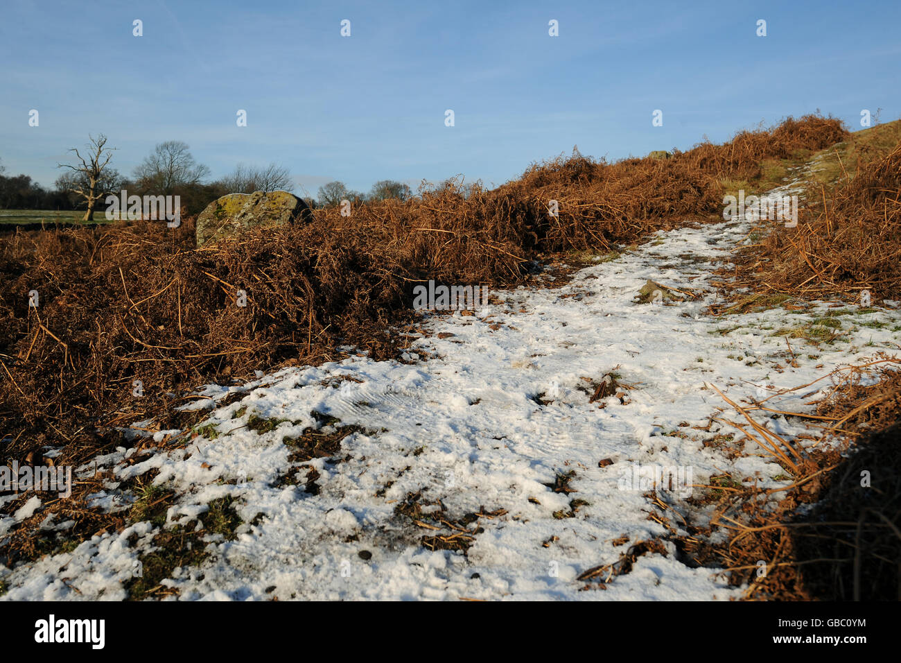 Il Bradgate Country Park, la foresta di Charnwood, il Leicestershire, continua a gelo pesante e a temperature inferiori a quelle di gelo Foto Stock