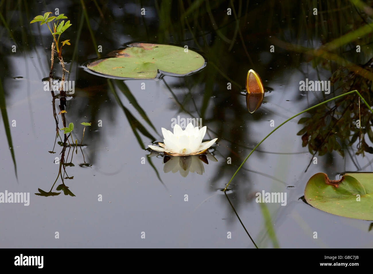 Nymphaea alba, Europeo ninfea bianca Foto Stock