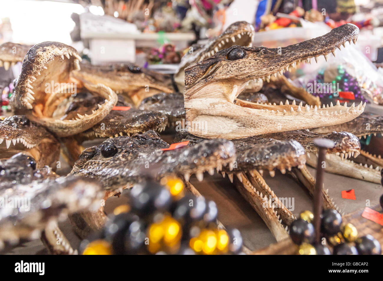 Teste di coccodrillo per la vendita a New Orleans, Louisiana Foto Stock