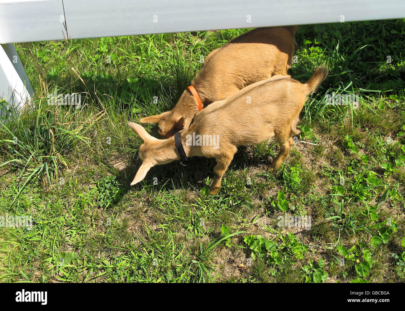 Piccolo marrone baby capre da una recinzione alimentare sull'erba. Foto Stock