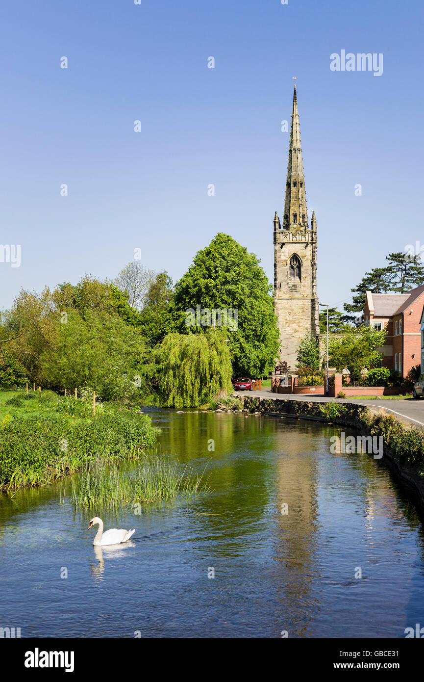 Un cigno sul fiume Anker fluente attraverso il villaggio di Witherley nel LEICESTERSHIRE REGNO UNITO Foto Stock