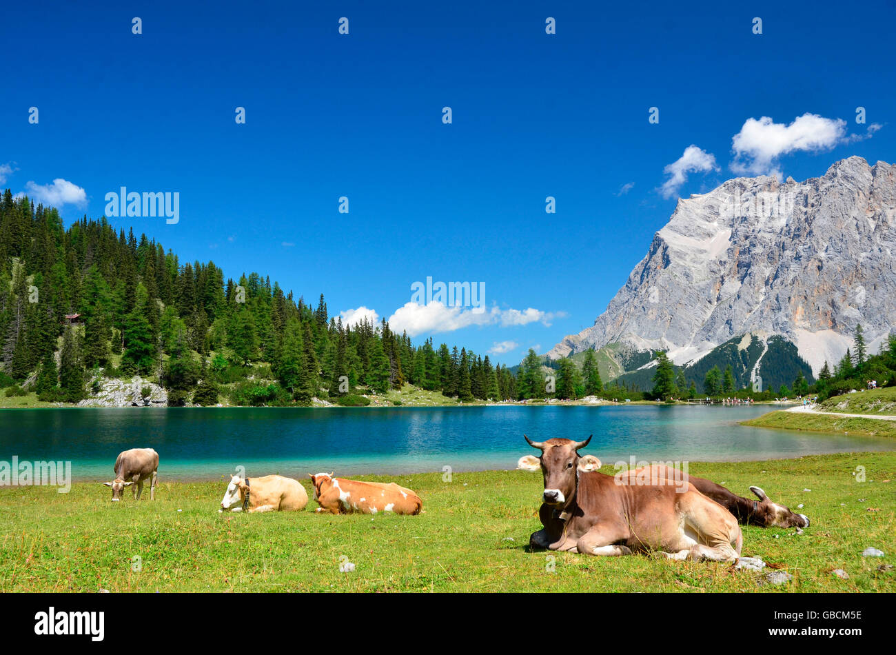 Bergsee, Sommer, Kuehe, Bergruecken, Ehrwalder Alm, Seebensee, Zugspitze, Tirol, Oesterreic Foto Stock
