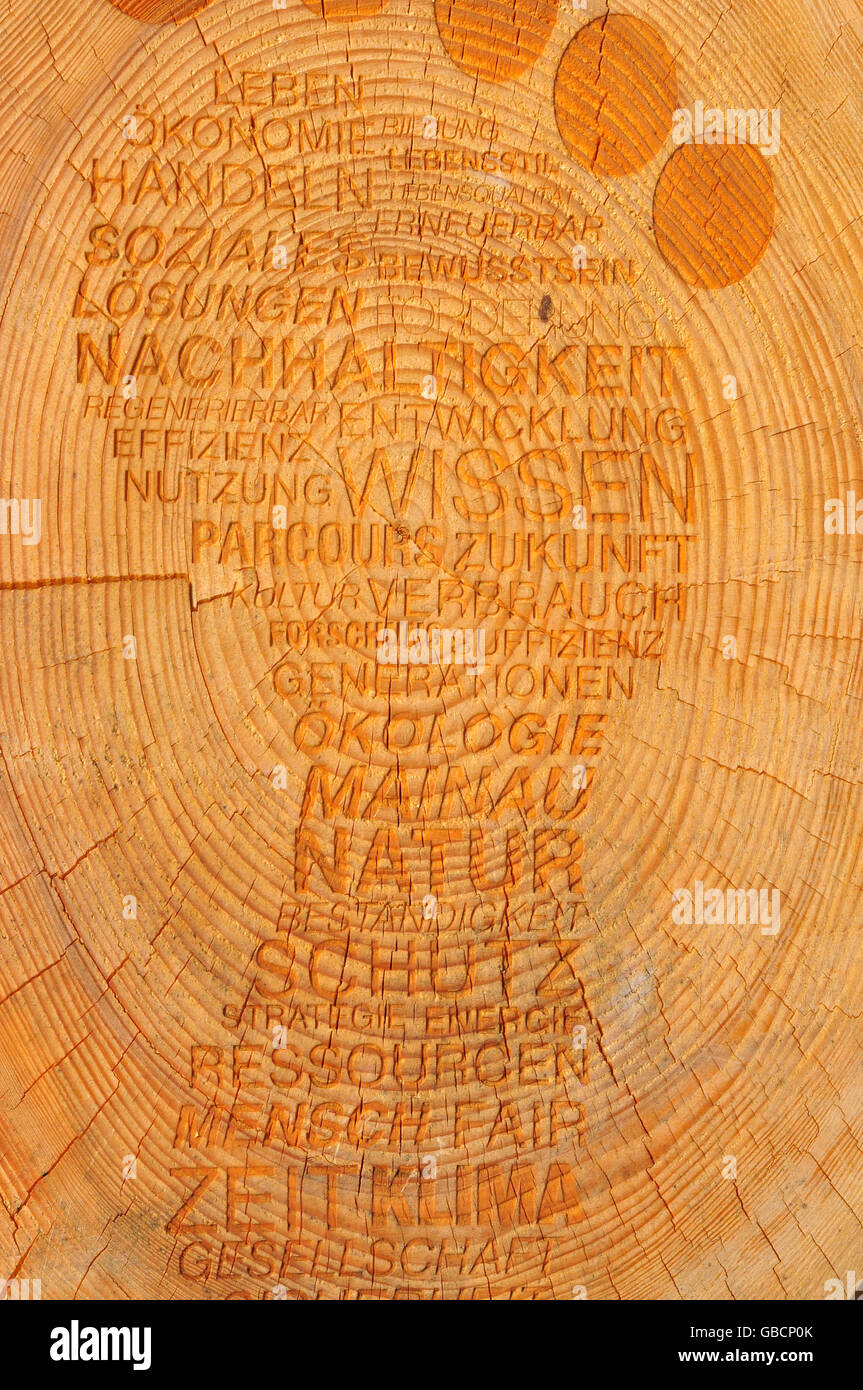 Holz, Baumstamm, Querschnitt, Insel Mainau, Bodensee Foto Stock