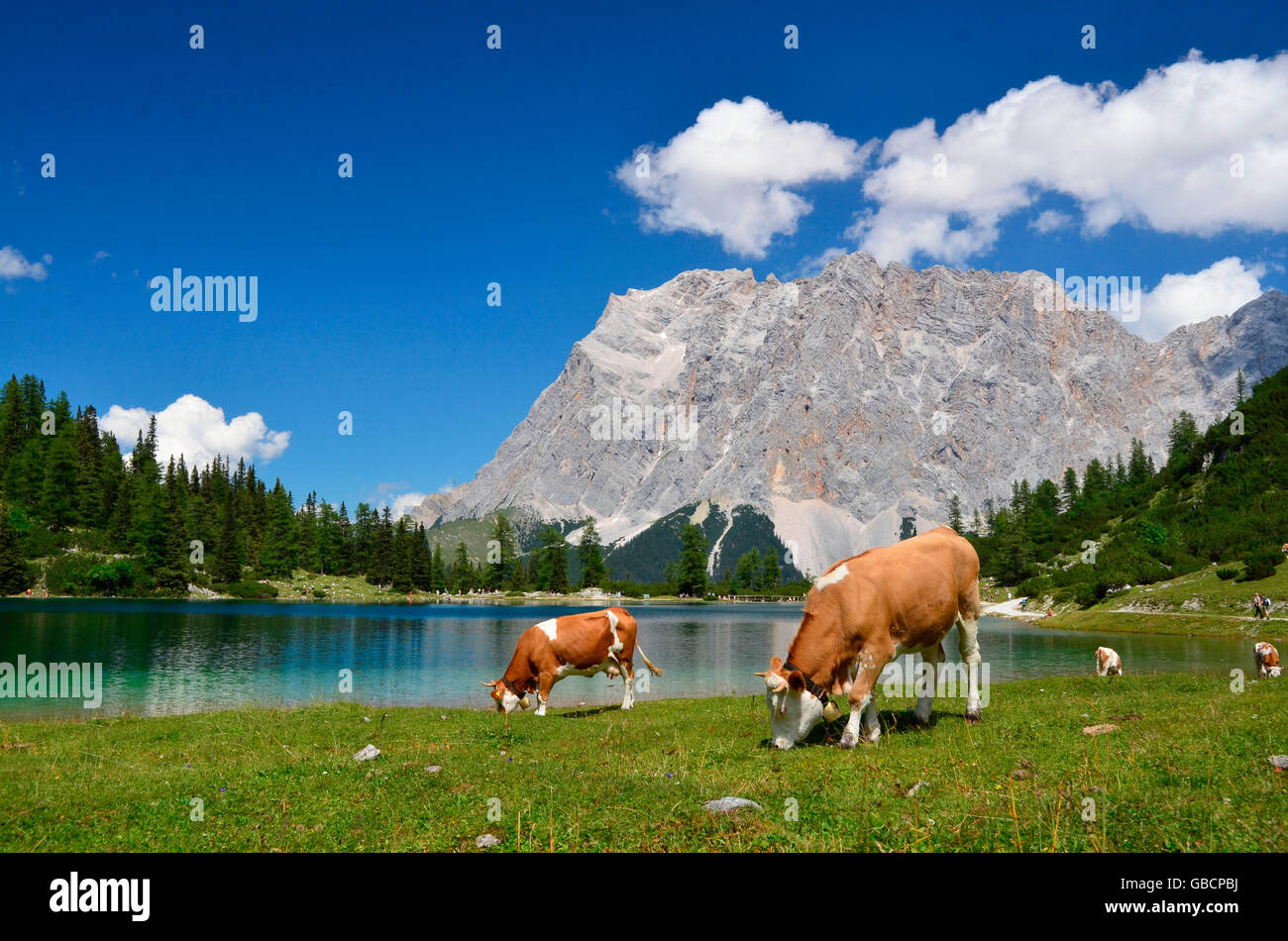 Bovini domestici, mucche sul prato alpino, Lago Seebensee, Zugspitze, Distretto di Reutte, Tirolo, Austria / Ehrwalder Alm Foto Stock