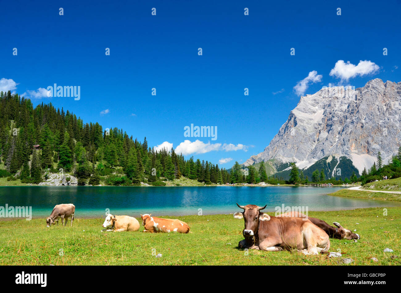 Bovini domestici, mucche sul prato alpino, Lago Seebensee, Zugspitze, Distretto di Reutte, Tirolo, Austria / Ehrwalder Alm Foto Stock