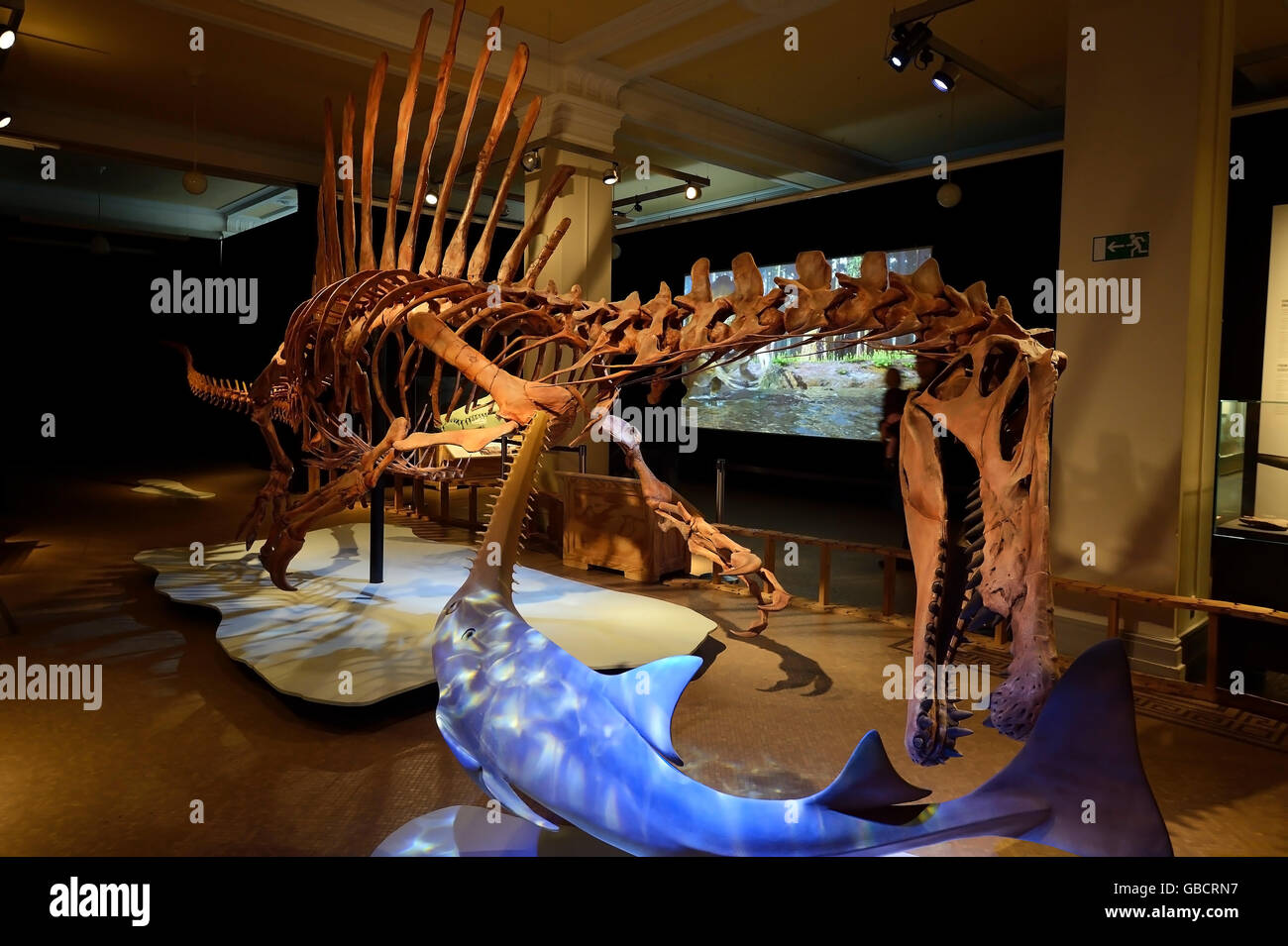 Sceleton replica di Spinosaurus aegyptiacus, museo di storia naturale di Berlino, Germania Foto Stock