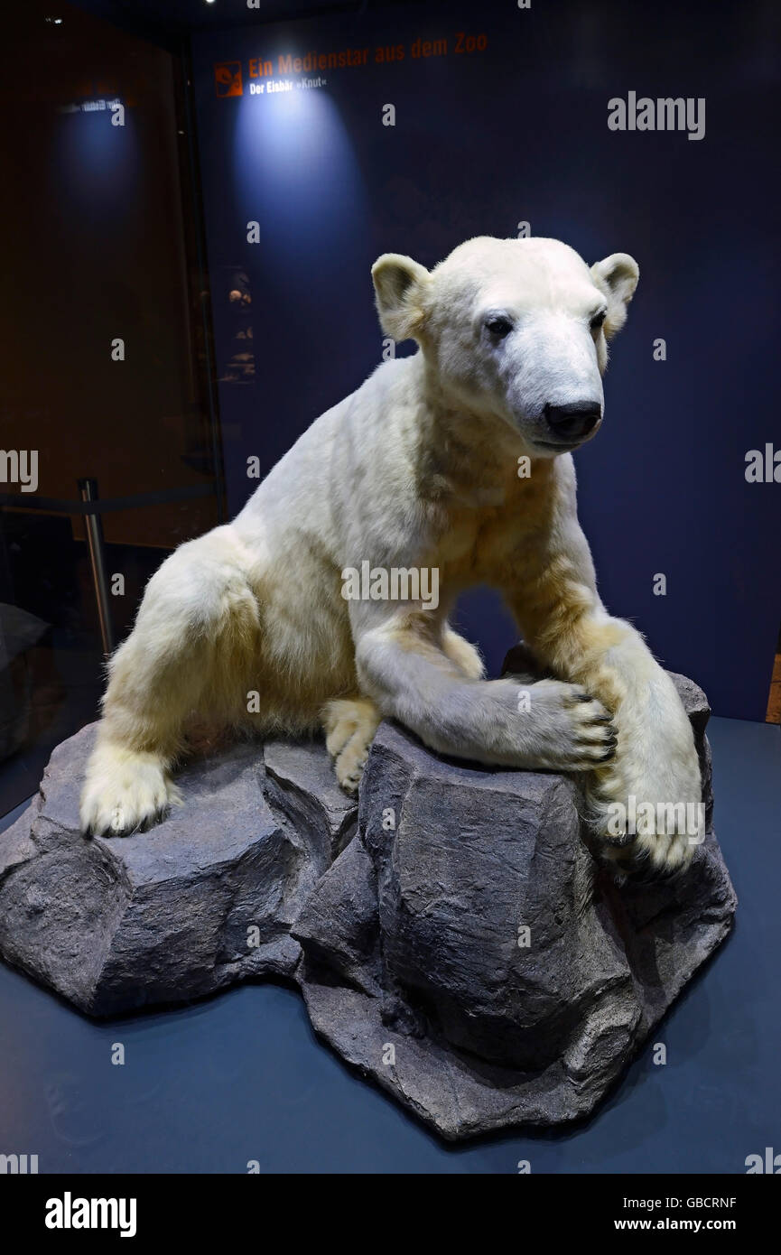 Preseved esemplare di orso polare Knut (Ursus maritimus), il museo di storia naturale di Berlino, Germania Foto Stock