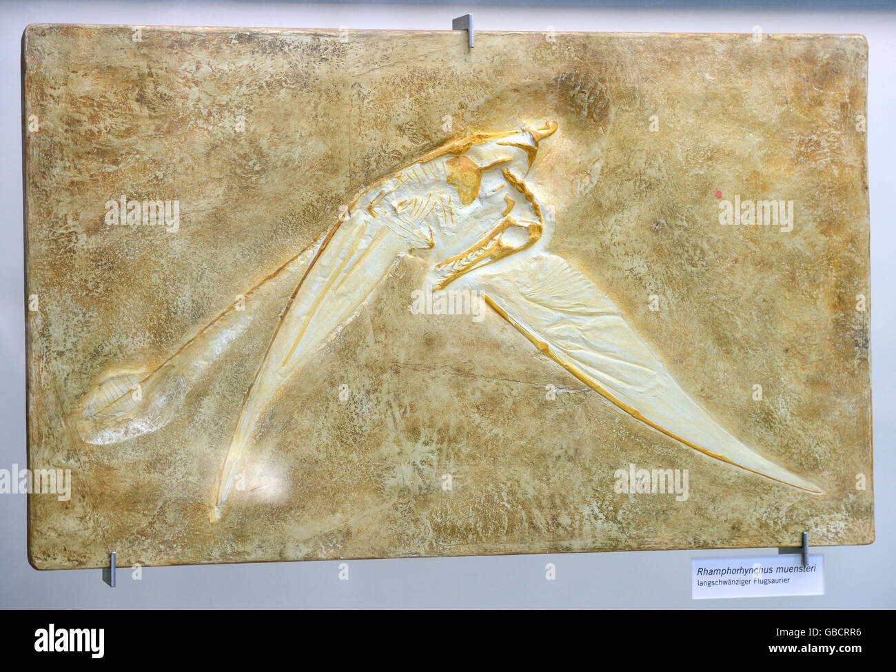 Fossile di Rhamphorhynchus muensteri, museo di storia naturale di Berlino, Germania Foto Stock