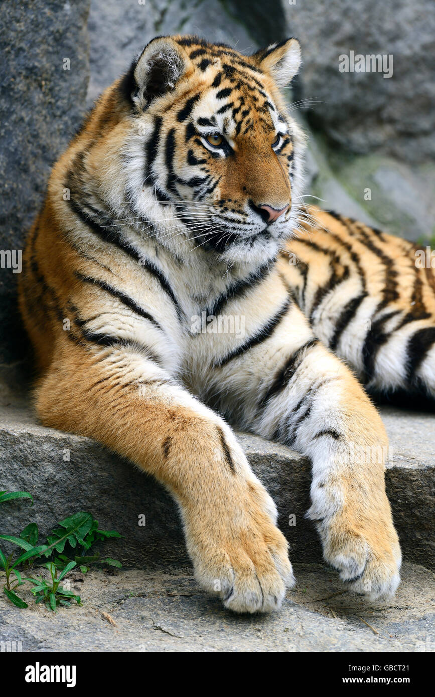 Junger Amurtiger, Sibirischer Tiger (Panthera tigris altaica), prigionieri Asien Foto Stock