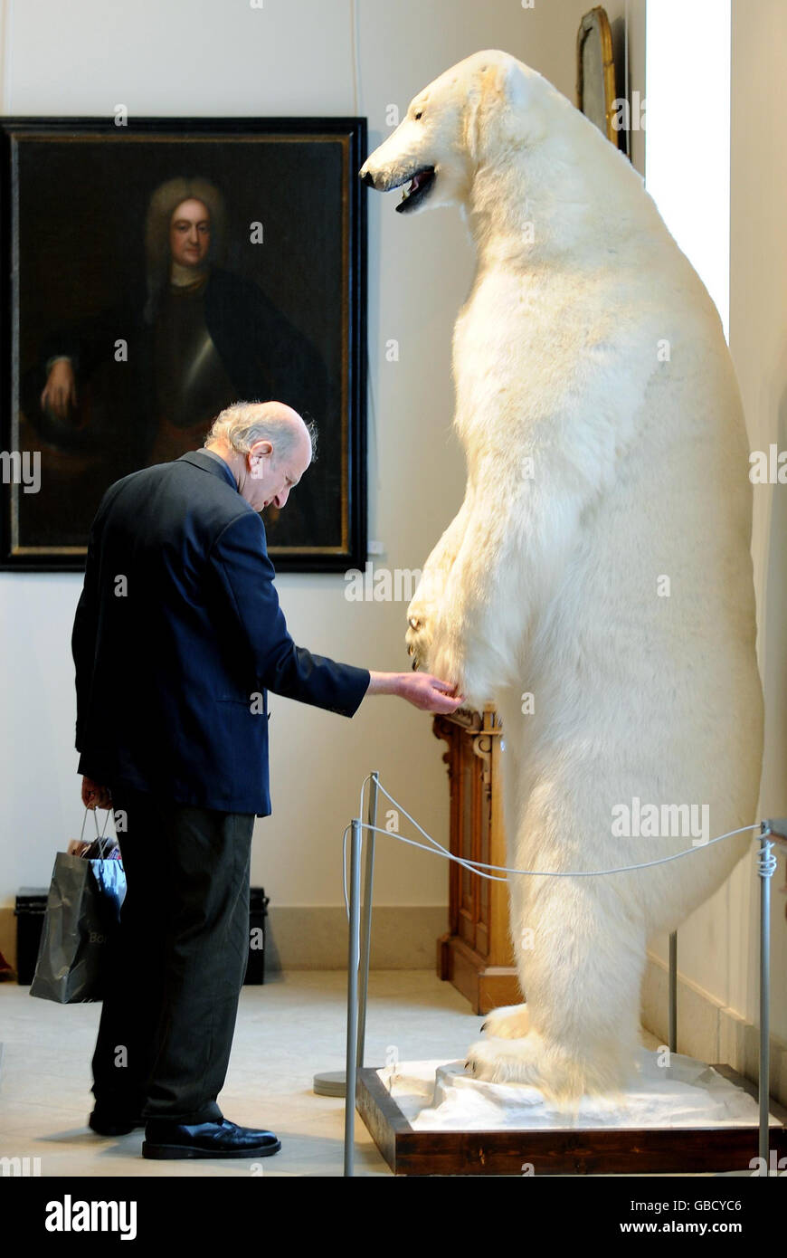 Un uomo guarda un orso polare all'annuale Gentleman's Library sale del  Bonhams a Bonhams, 101, New Bond Street London, che presenta una gamma di  mobili da biblioteca tradizionali, strumenti scientifici, curiosità, dipinti