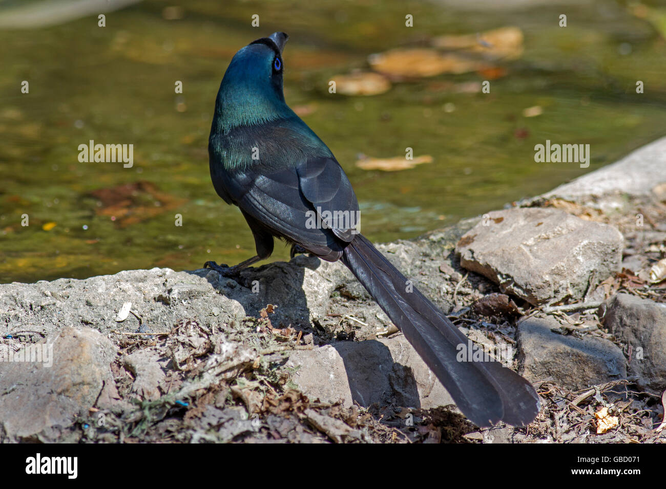 Un Racket-tailed Treepie (Crypsirina temia) bere da una foresta in piscina a Kaeng Krachan National Park nella parte occidentale della Thailandia Foto Stock