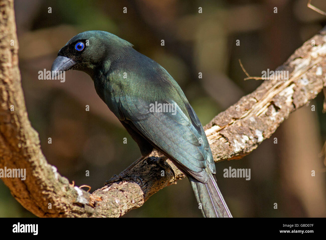 Close-up di racchetta-tailed Treepie (Crypsirina temia) arroccato su di un piccolo ramo nella foresta a ovest della Thailandia Foto Stock