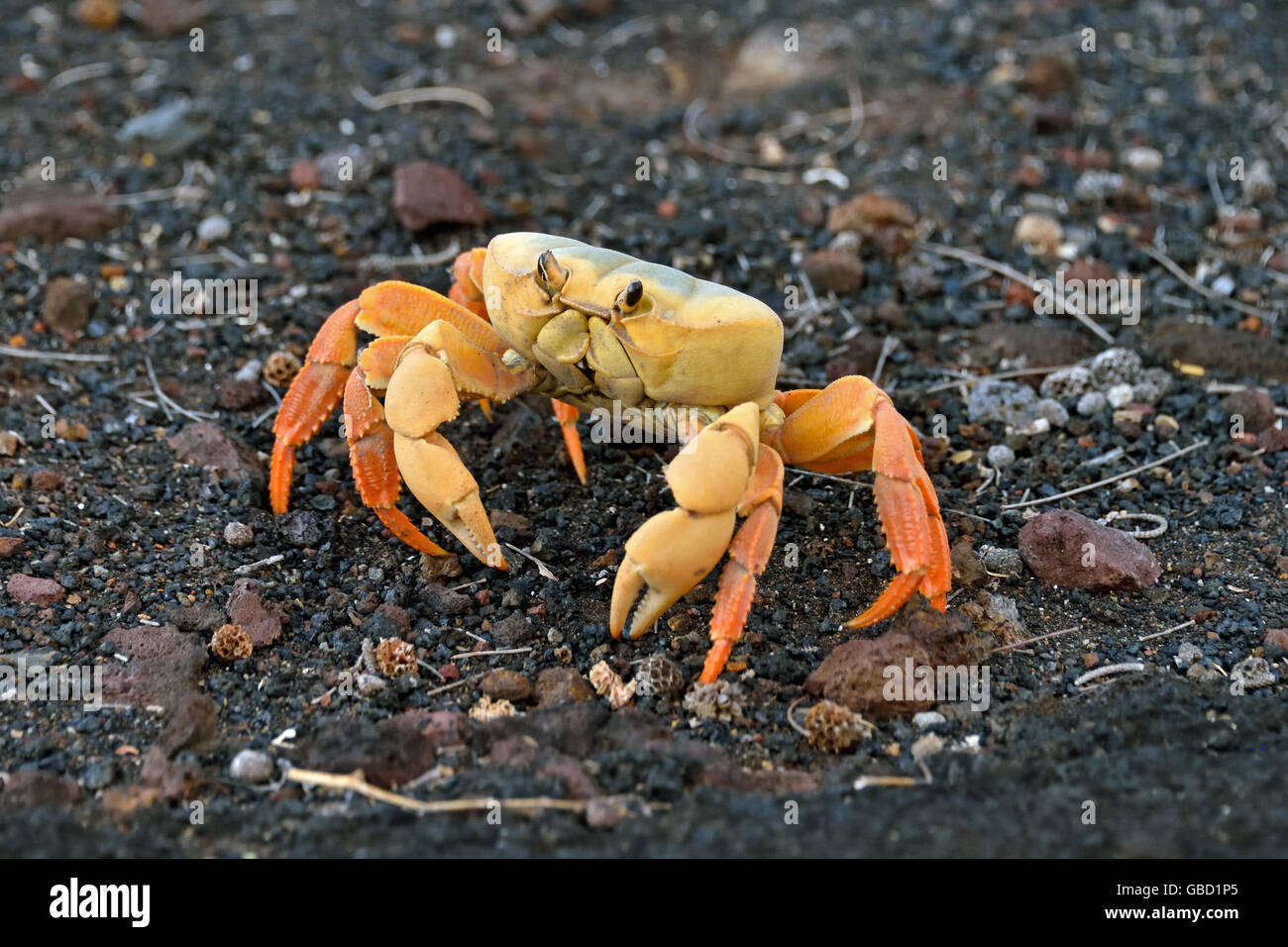 Il morph giallo dell'Isola di Ascensione di terra (Granchio Johngarthia lagostoma) a Devil's Ashpit sull Isola di Ascensione Foto Stock