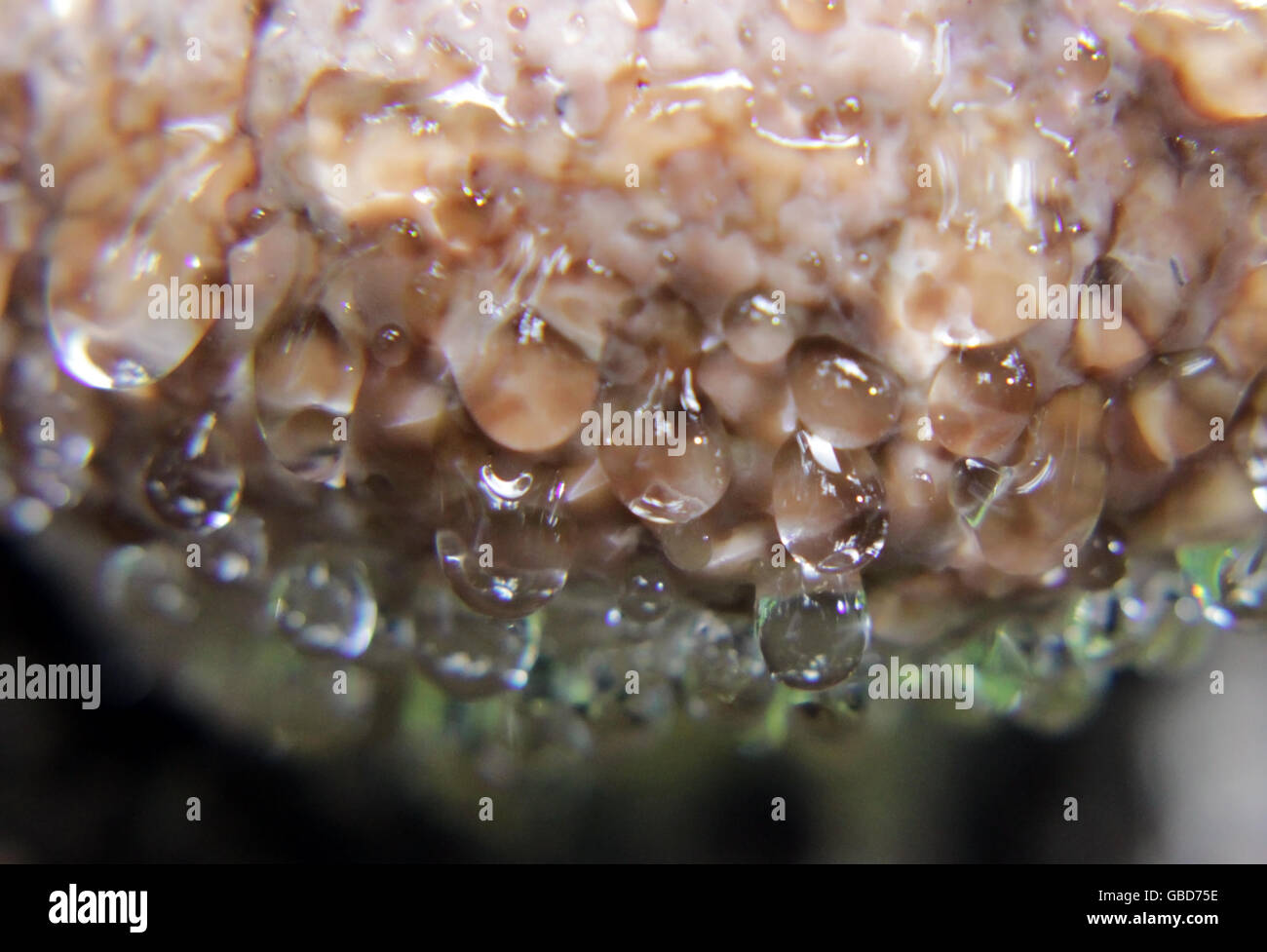 Polypore fungo Coriolus versicolor Trametes versicolor con acqua gocce di  rugiada dopo la pioggia Foto stock - Alamy