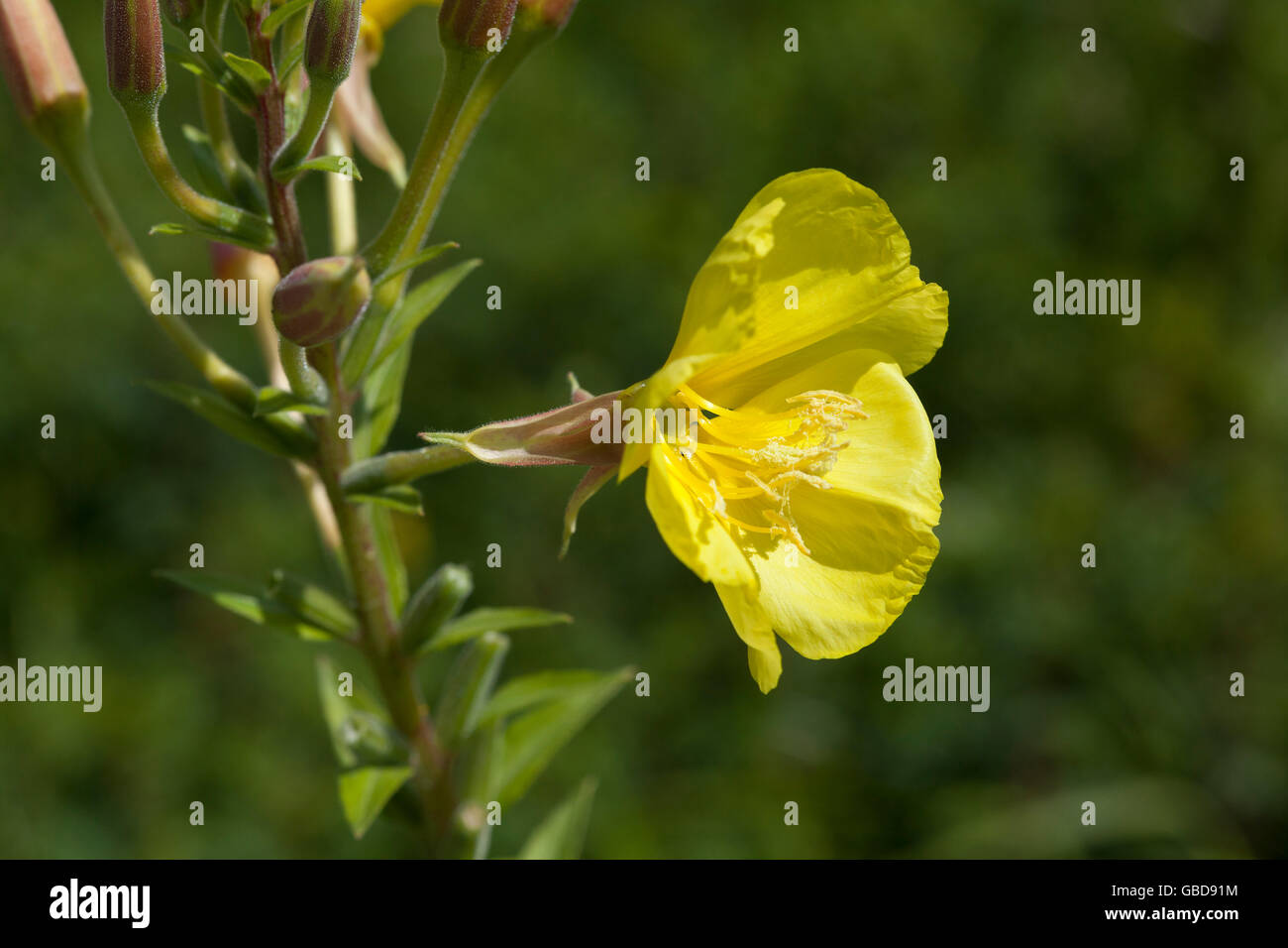 Fioritura giallo enotera Foto Stock